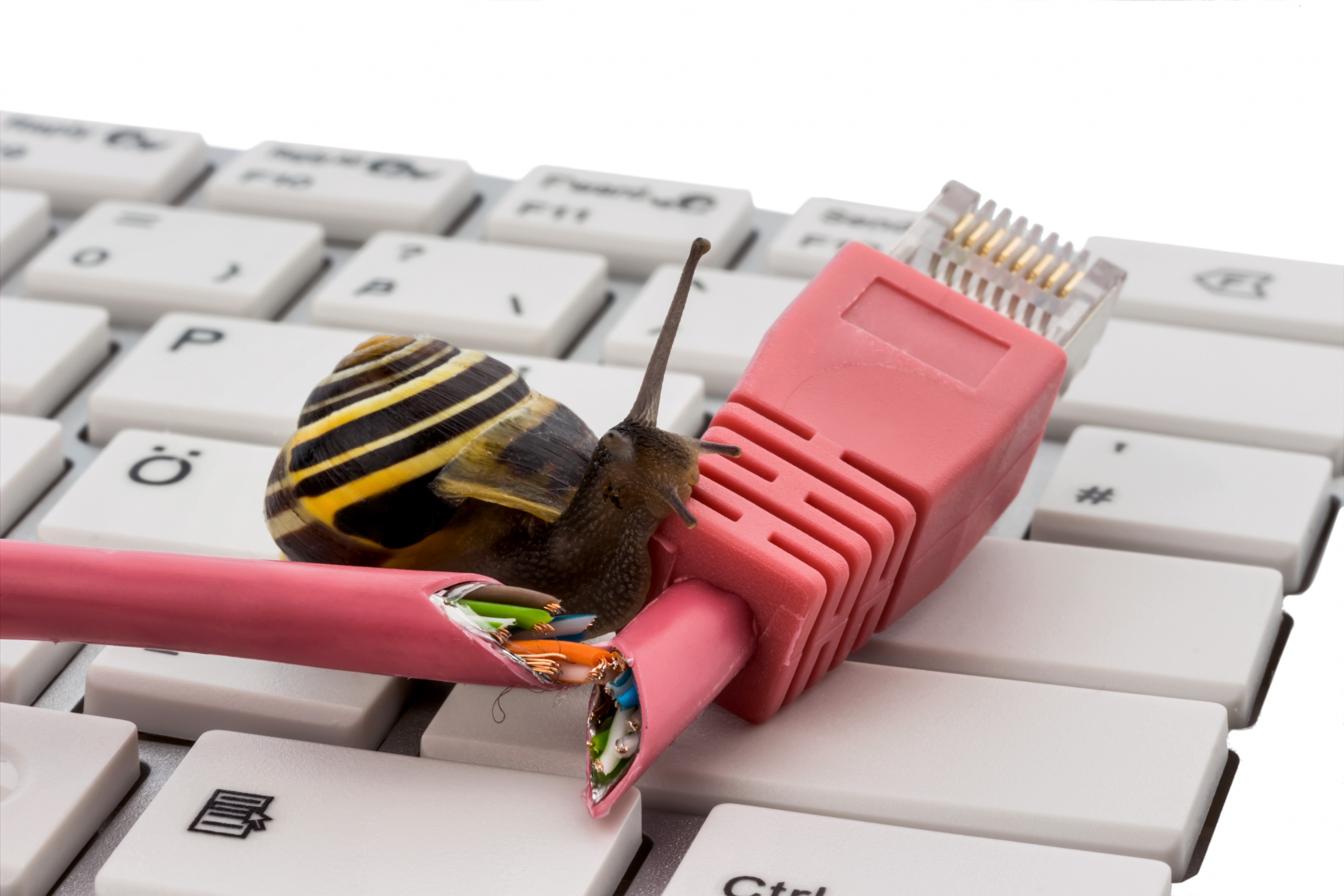 can spyware Turtle-like down internet