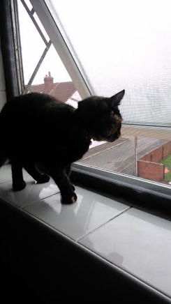 evitar que los gatos entren durante las ventanas