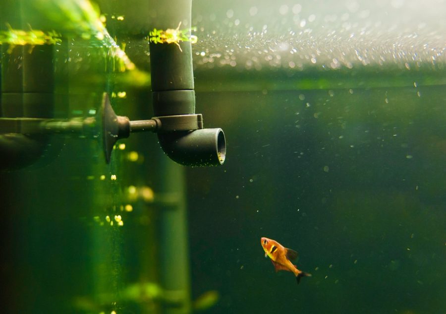 troubleshooting fish tank filters