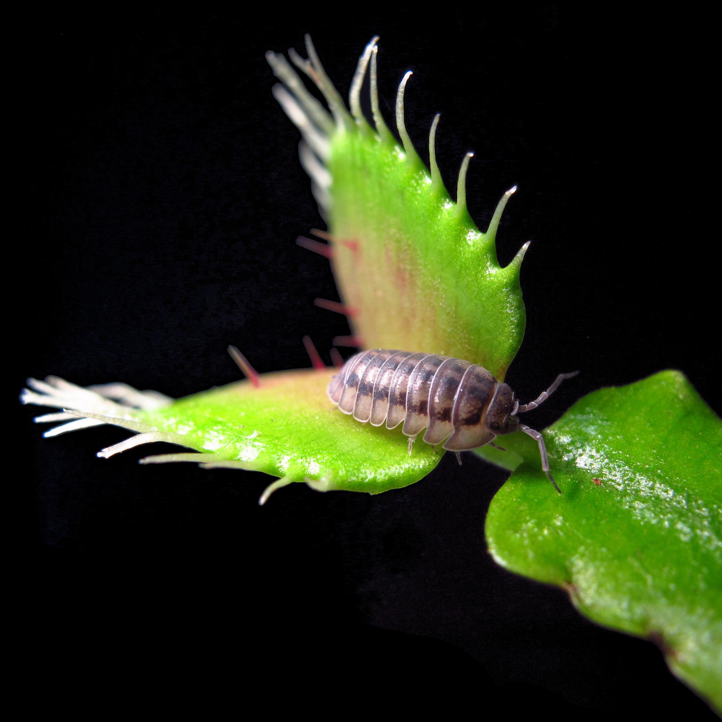 spyware venus flytrap